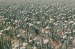 Onion Field Stock Photo