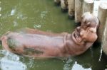 Hippo Resting In Water Stock Photo