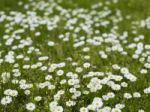 Daisy Flowers Stock Photo