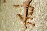 
Many Ants Carrying Food Back To The Nest Together Stock Photo