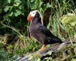 Atlantic Puffin Stock Photo