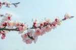 Cherry Blossom With Soft Focus, Sakura Season Background In Spring Stock Photo