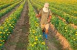 Spraying Pesticides Stock Photo