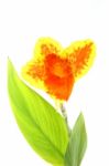 Canna lily Stock Photo