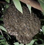 Beehive In Tree Bush Stock Photo