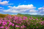 Beautiful Landscape Of Pink Rhododendron Flowers And Blue Sky In The Mountains, Hwangmaesan In South Korea Stock Photo