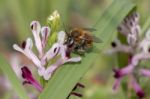 Fumaria Parviflora Flower With Bee Stock Photo