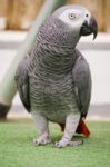 African Grey Parrot Stock Photo