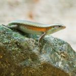 Skink Stock Photo