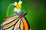 Close Up Common Tiger Or Danaus Genutia Butterfly Stock Photo