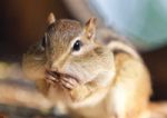 Photo Of A Cute Funny Chipmunk Eating Something Stock Photo