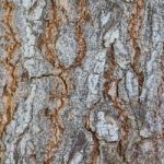 Bark Stock Photo