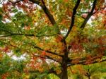 Red Oak Tree (querus Rubra) Stock Photo