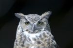 Eagle Owl Stock Photo