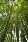 Bamboo Forest Stock Photo