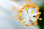 Carpel Of The White Hibiscus Flowers Stock Photo