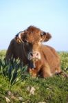 Brown Cow Stock Photo