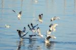 Seagulls Are Snatching Food On The Surface Of The Sea Stock Photo