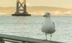 Seagull In San Francisco Stock Photo