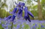 Sussex Bluebells Stock Photo