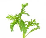 Garland Chrysanthemum Isolated On The White Background Stock Photo