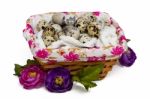 Raw Quail Eggs Inside A Wicker Basket Stock Photo