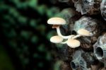 Yanagi Mutsutake Growth In Mushroom Farm Stock Photo