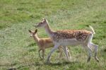 Fallow Deer (dama Dama) Stock Photo