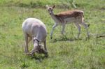 Fallow Deer (dama Dama) Stock Photo