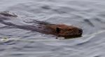 Beautiful Isolated Photo Of A Beaver Swimming In The Lake Stock Photo