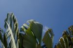 
Banana Leaf Rocking Motion Waving Fanned By Strong Winds Under Stock Photo