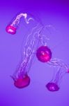 Beautiful Pacific Sea Nettles Stock Photo