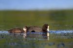 The Coot Stock Photo