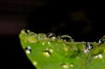 Water Drops On Leaves Stock Photo