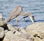 Beautiful Isolated Picture With A Funny Great Heron Cleaning His Feathers On A Rock Shore Stock Photo