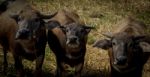 Three Buffaloes Stock Photo