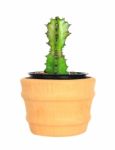 Cactus On Isolated Background ( Cereus Hexagonus Mill ) Stock Photo