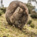 Adorable Large Wombat During The Day Looking For Grass To Eat Stock Photo