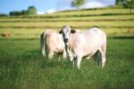 Country Cows Stock Photo