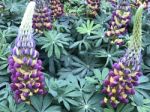 Lupines Flowers In The Garden Stock Photo