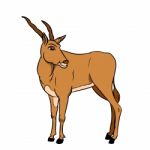 Illustration Of Impala -  Illustration Stock Photo