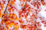 Red Fall Maple Tree Covered In Snow,south Korea Stock Photo