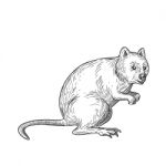 Quokka Drawing Black And White Stock Photo