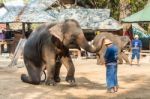 Chiangmai ,thailand - February 20 : Elephant Is Sitting And Putting Hat On Mahout 's Head On February 20 ,2016 At Mae Sa Elephant Camp ,chiangmai ,thailand Stock Photo