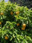 Orange Tree In The Alhambra Palace Gardens Stock Photo