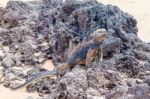 Marine Iguana On Galapagos Islands Stock Photo