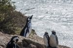 Magellanic Penguins, Very Early Morning At Natural Protected Are Stock Photo