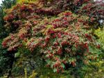 Photinia Davidiana Leaves Turning Red Stock Photo