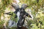 Black And White Goat In A Pasture Stock Photo