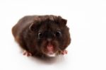 Black Hamster Stock Photo